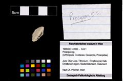 Foto (Objekt + Etikett) von Prosopon sp.  (NHMW-GEO-1990-0041-3982)